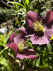 Hellebores Lenten Rose Ruby Red ONE (1) Bareroot Healthy Well Rooted Plant gallery