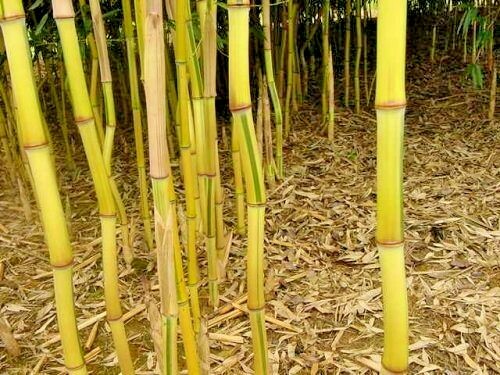 10 SPECTABILIS BAMBOO SEEDS - Phyllostachys Aureosulcata 'Spectabilis' gallery