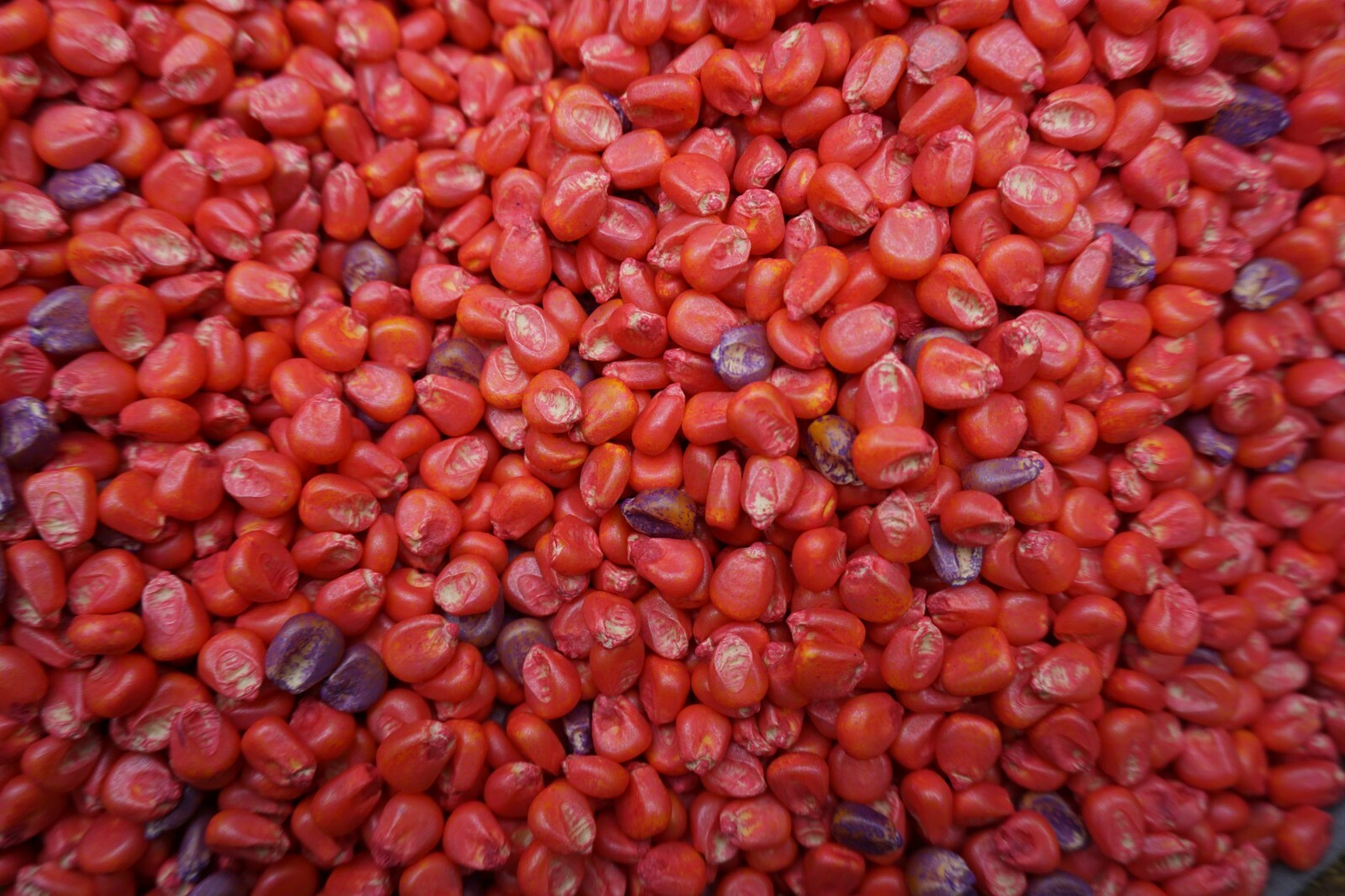 Food Plot Wildlife Seed Corn Roundup Ready RR 20 pounds 101 days gallery
