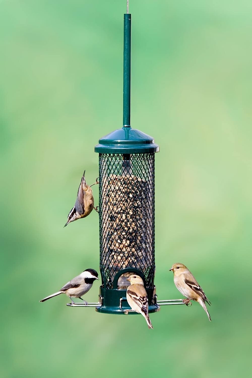 New Brome Squirrel Buster Mini Bird Feeder, Squirrel Proof, Free Delivery gallery