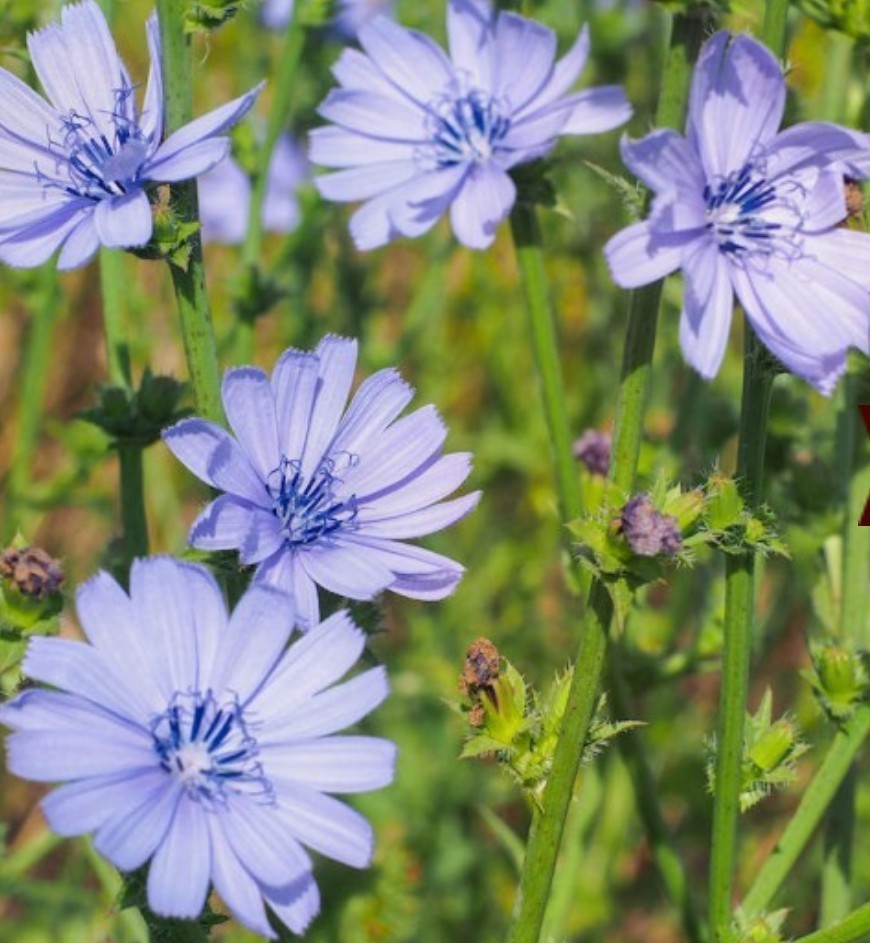 500+ Chicory Seeds ** Fresh Seeds** ~~Free Shipping~~ gallery