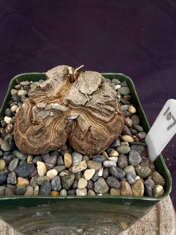 Dioscorea elephantipes-Fresh Seedlings! Gorgeous Caudiciform, Choose Your Fav! gallery