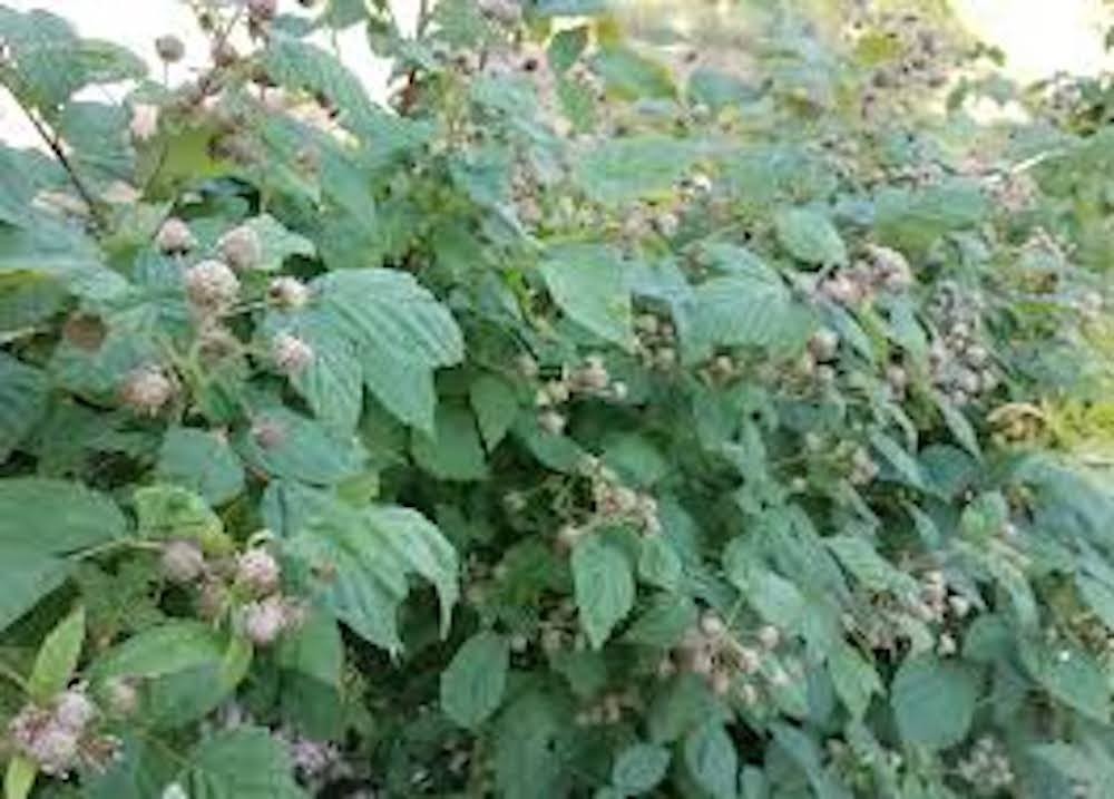 5 Glencoe Raspberry Plant Thornless Purple Raspberry Starter Plug gallery