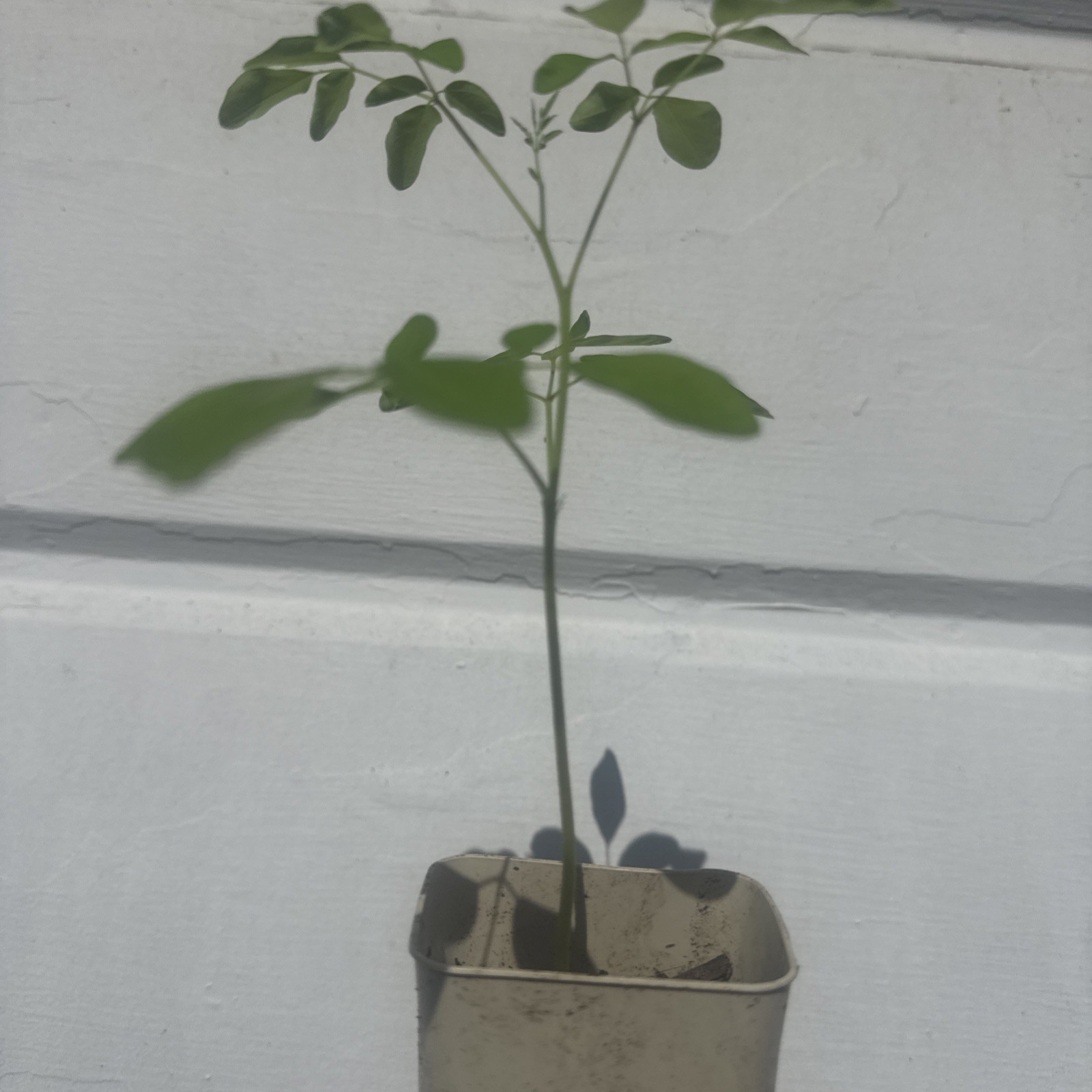 Moringa Tree Seedling 8 Inch+ Moringa Oleifera live Miracle Tree Plant READ gallery