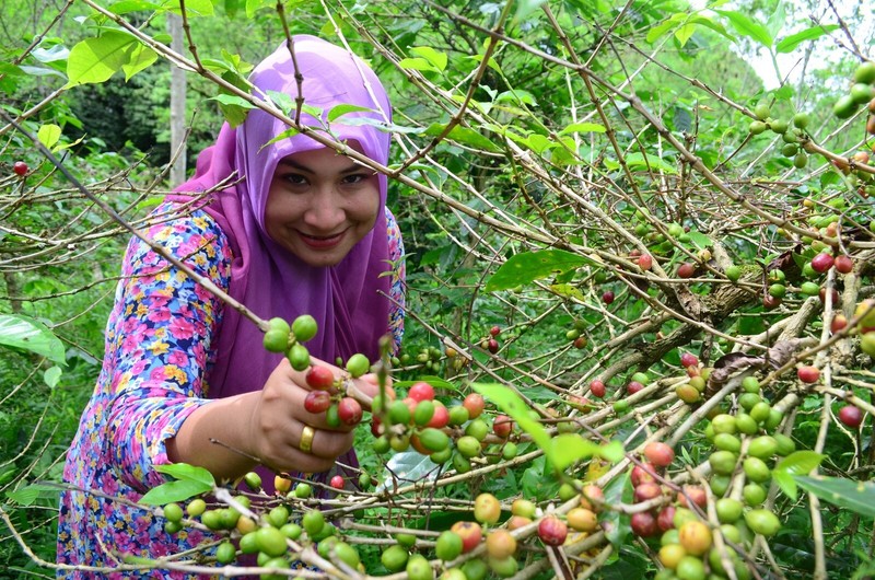 Java unroasted green coffee beans, Jampit estate, Grade A-1X, sustainable, 4lbs gallery