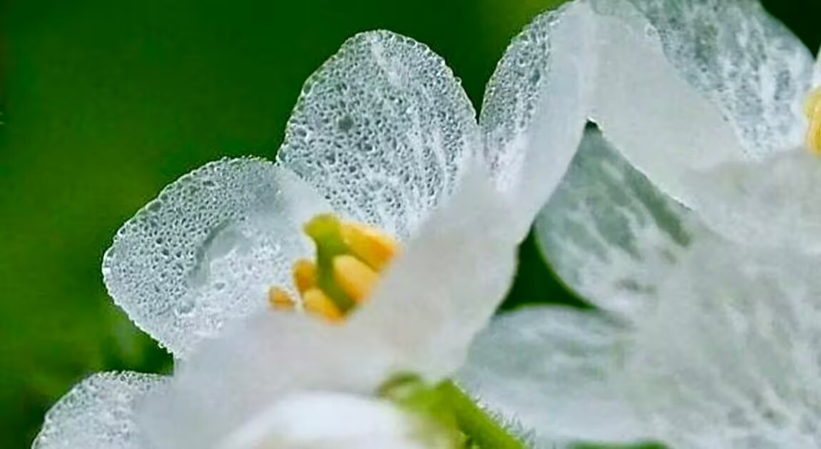 Skeleton Flower Seeds ~ Crystal ~ Gray’s Double-Leaf ~ Flowering ~ Rare gallery
