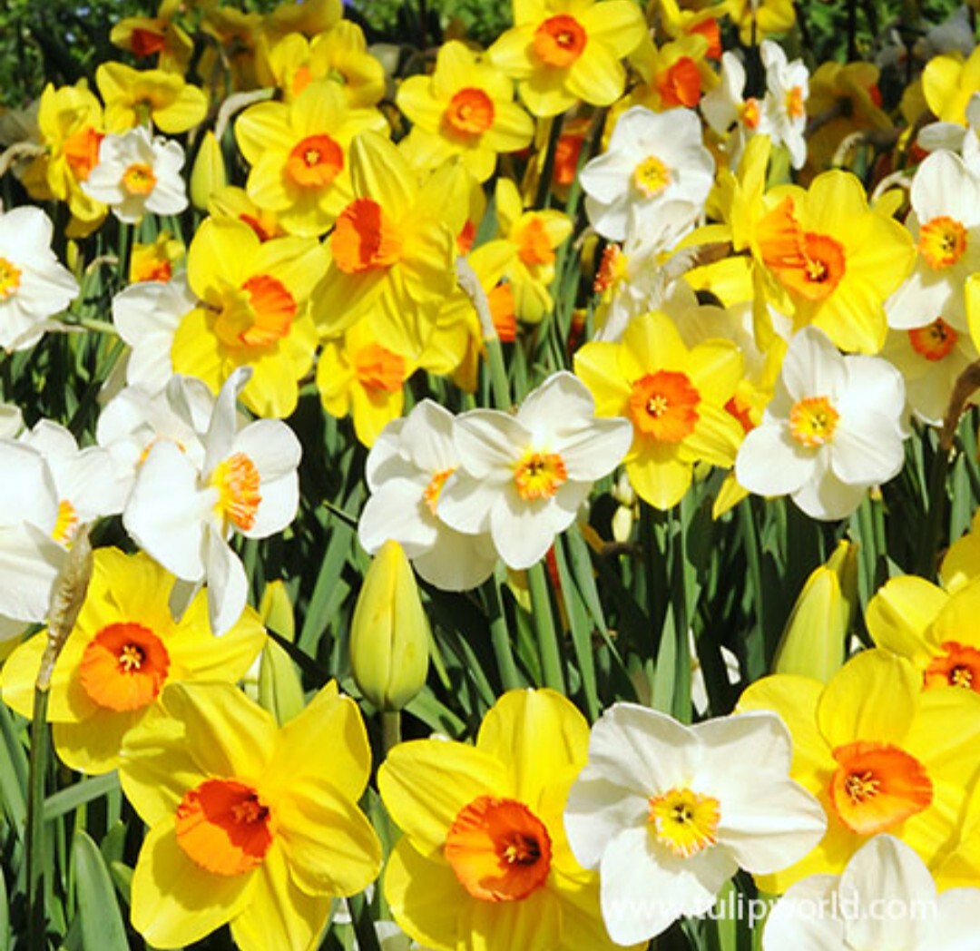50 Mixed Daffodil Bulbs Assortment FREE SHIPPING gallery