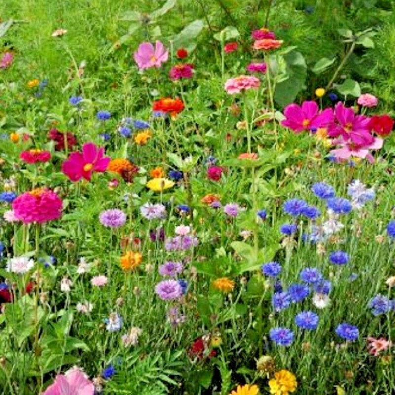 2001+POLLINATOR MIX Seeds 17 Native Wildflowers Annual Perennial Garden Easy gallery