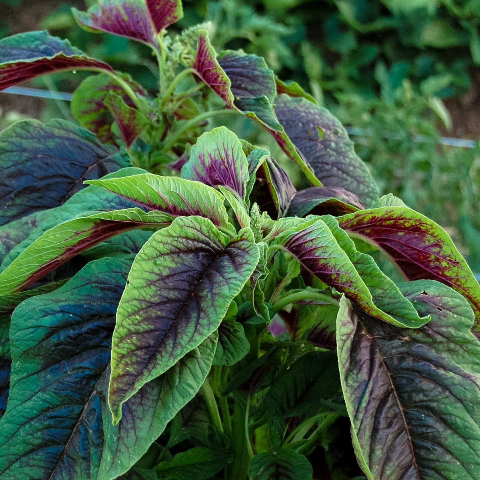 500+ Red Amaranth Seeds Red stripe leaf Chinese Spinach Yin Cho Callaloo USA gallery