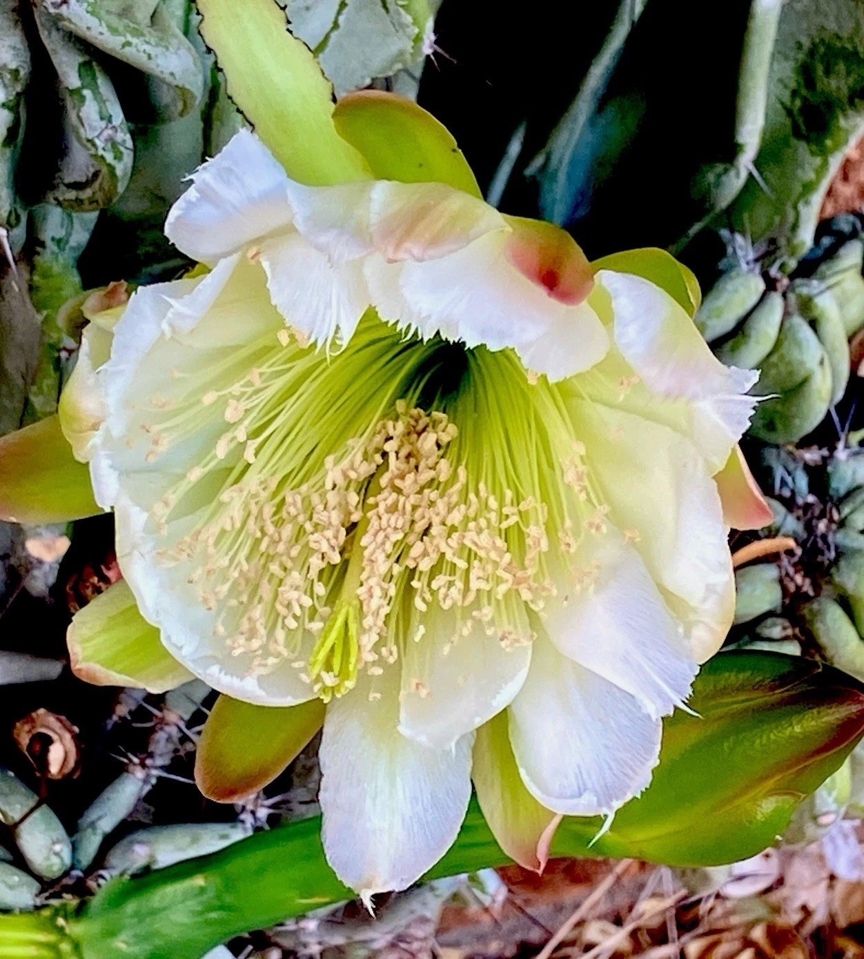 Cereus Peruvianus Monstrose Peruvian Apple Flowering Cactus Succulent Gift Idea gallery