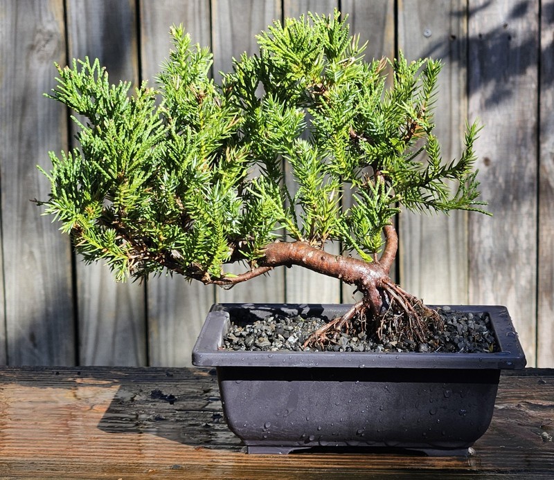 Juniper squamata Expansa Parsonii Bonsai In 6 Inch Black Rectangular Plastic Pot gallery