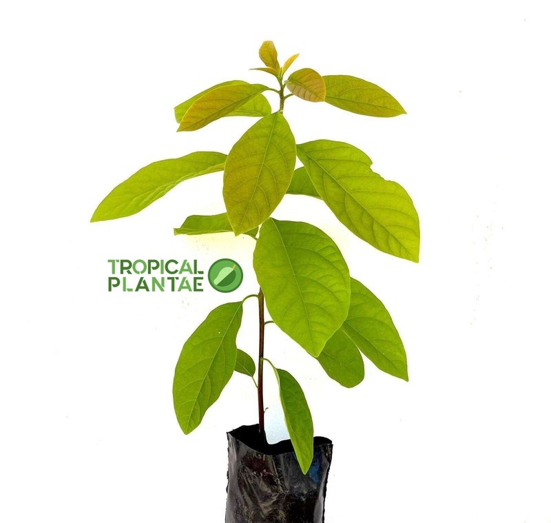 Marcus Pumpkin Avocado Tree – Live Tropical Fruit Tree – Rare Variety - NO CA gallery
