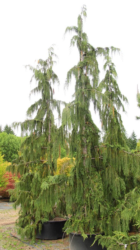 Cupressus nootkatensis 'Glauca Pendula' - Alaskan Cedar *Live Plant gallery