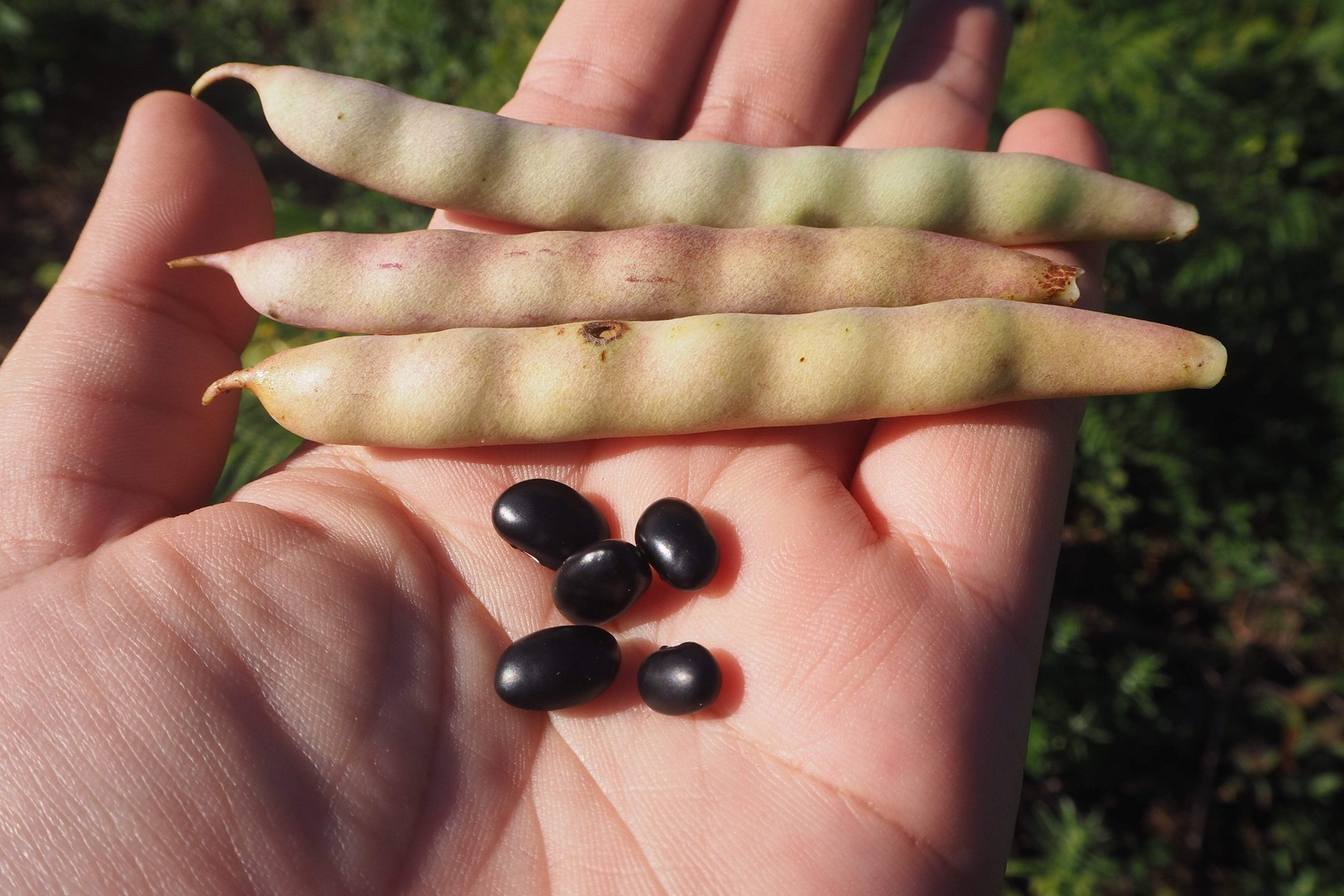 50 BLACK BEAN (Black Turtle Bush Bean) Phaseolus Vulgaris Vegetable Seeds gallery