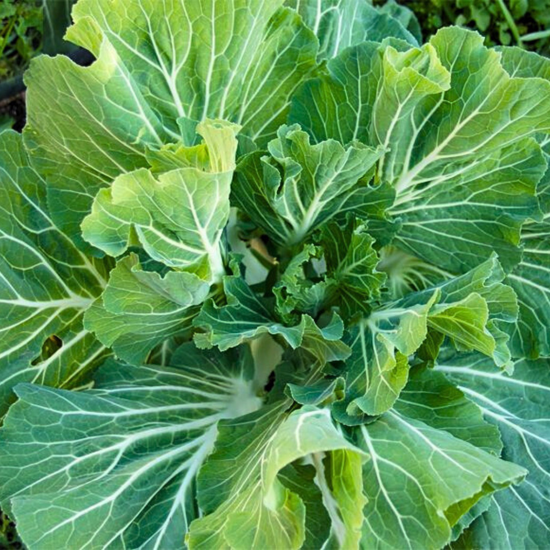 Portuguese Kale Seeds | Heirloom Non-GMO | Fresh Vegetable Seeds | Rare Seeds gallery