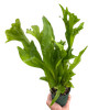 Green Flame Fern Microsorum punctatum 6" Pot Rare Crested Elkhorn Fern gallery