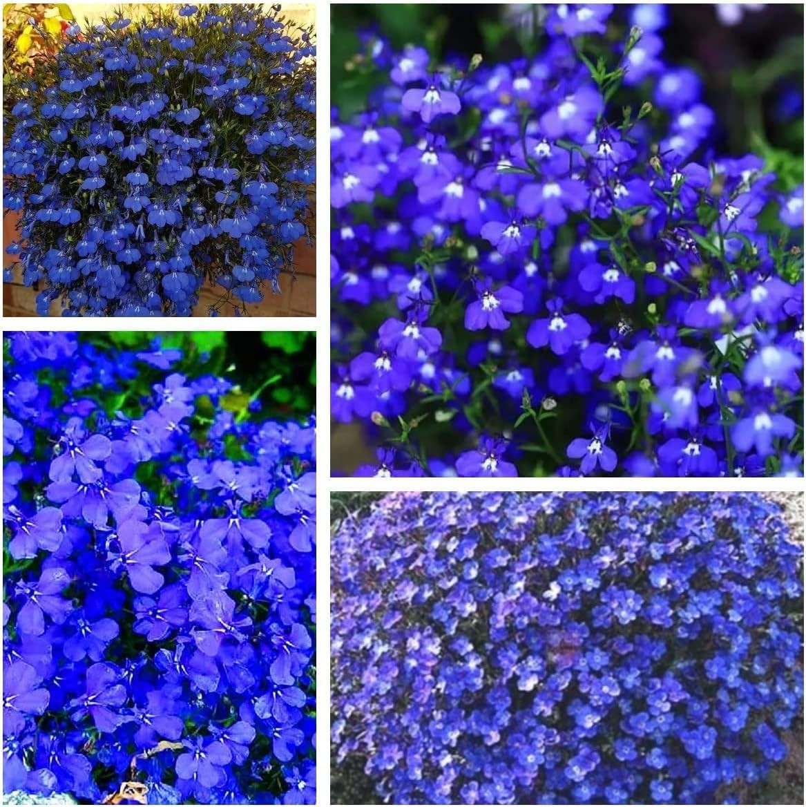 20000+ Creeping Thyme Seeds for Planting, Dwarf Ground Cover Plants,Ornamenta... gallery