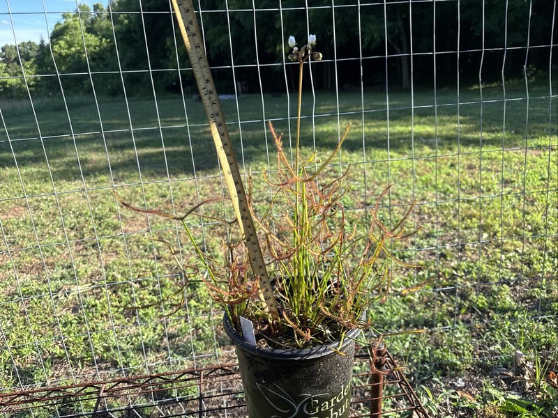 DROSERA MULTIFIDA/BINATA MIX. ESTABLISHED GALLON SIZE, EXTRA LARGE CLUMP gallery