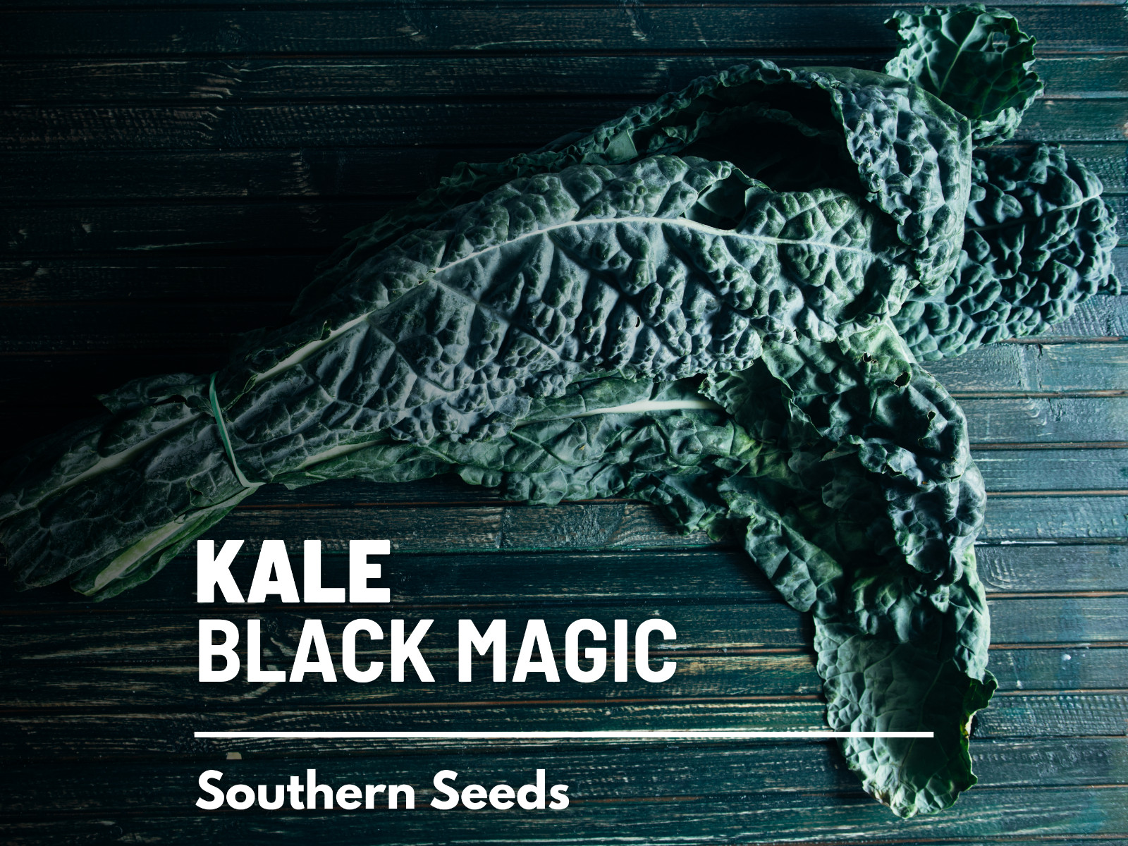 Kale, Black Magic - 100 Seeds - Sow Spring/Summer - NonGMO (Brassica oleracea) gallery