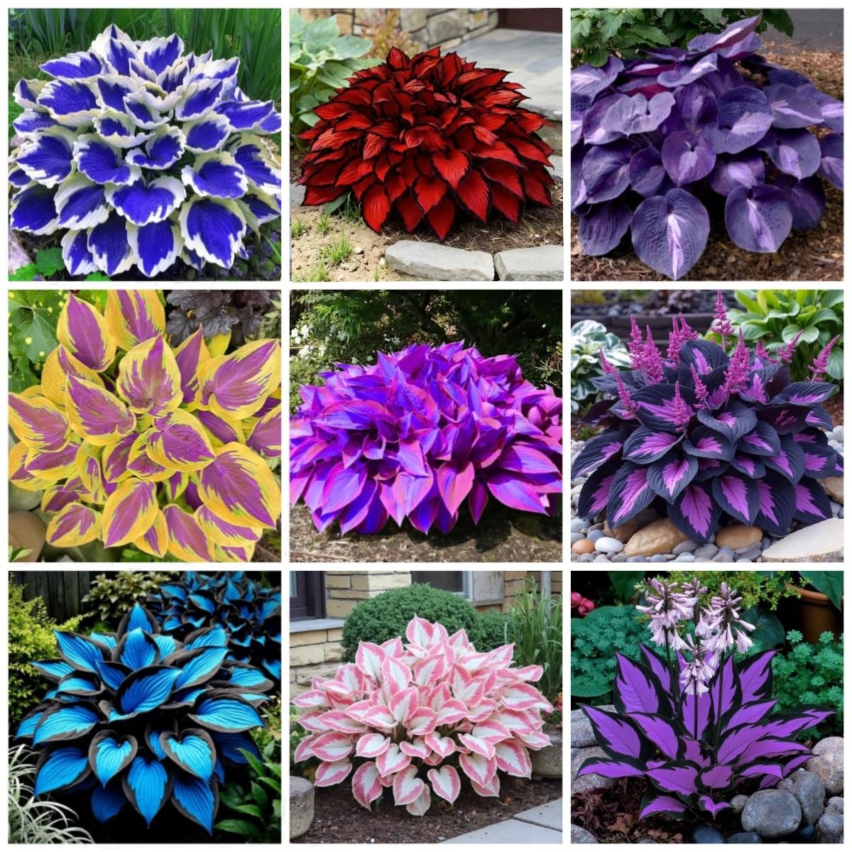 311+ Mixed Hosta Seeds for Planting – Perennial Shade Plants with Mix gallery