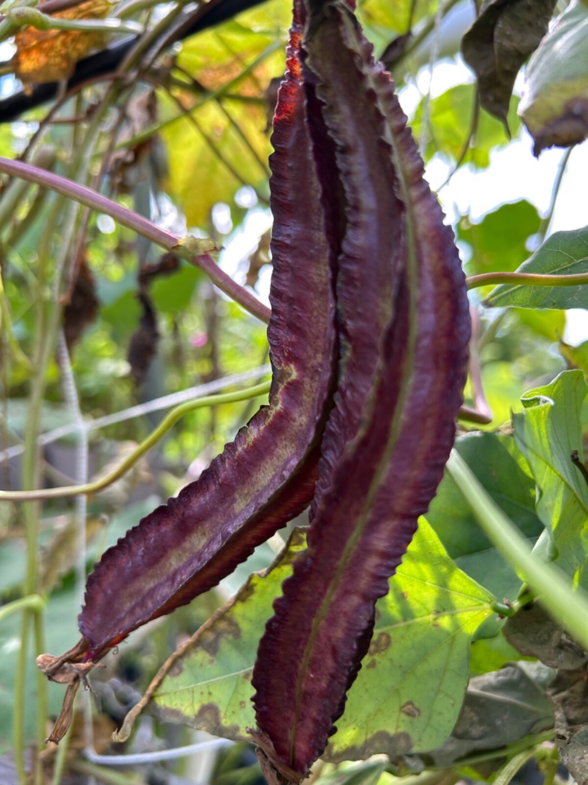 15 Purple Asian Winged Bean Seeds gallery