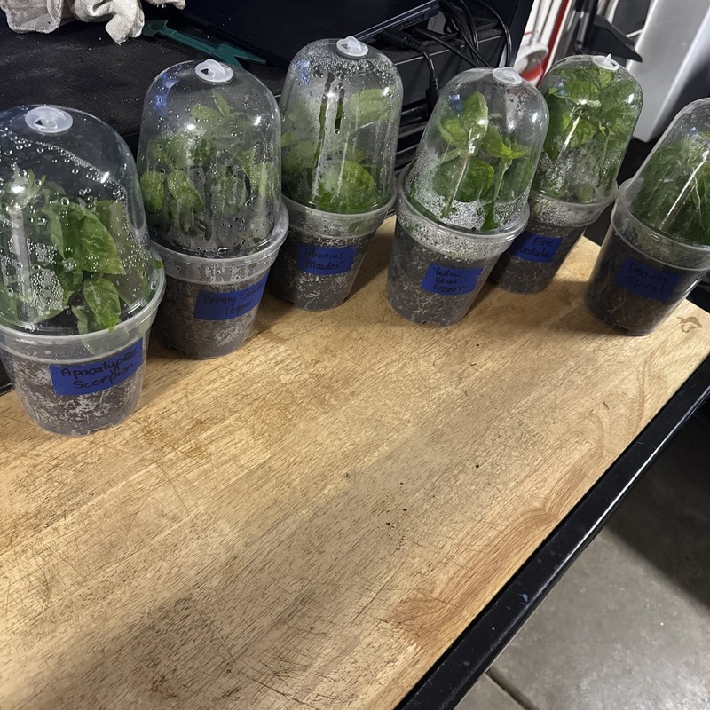 All Varieties!! 5 Pepper Plants!! 1 Type Per Container!! Ready To Ship!! gallery