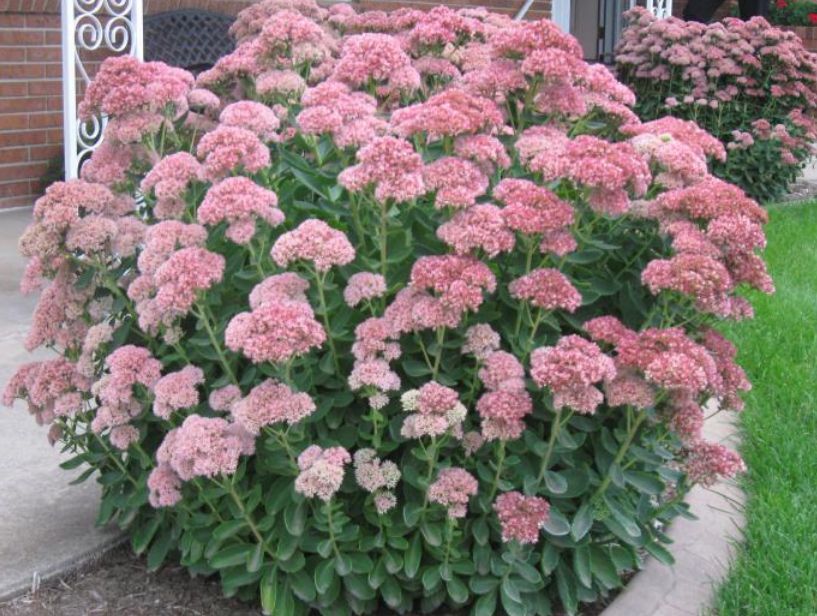 Succulent | Sedum 'Autumn Joy' | Sedum Stonecrop | Easy Hardy Plant | Butterfly gallery