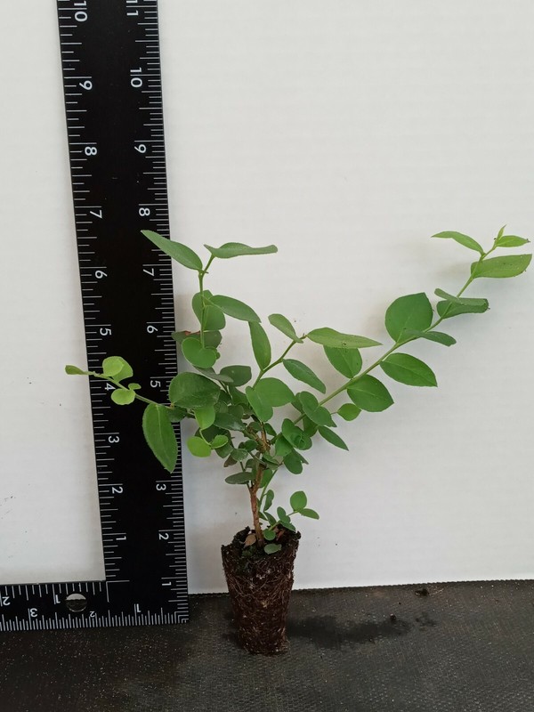 Blueberry Starter Plant ~Top Hat... Price includes 2 plants free shipping gallery