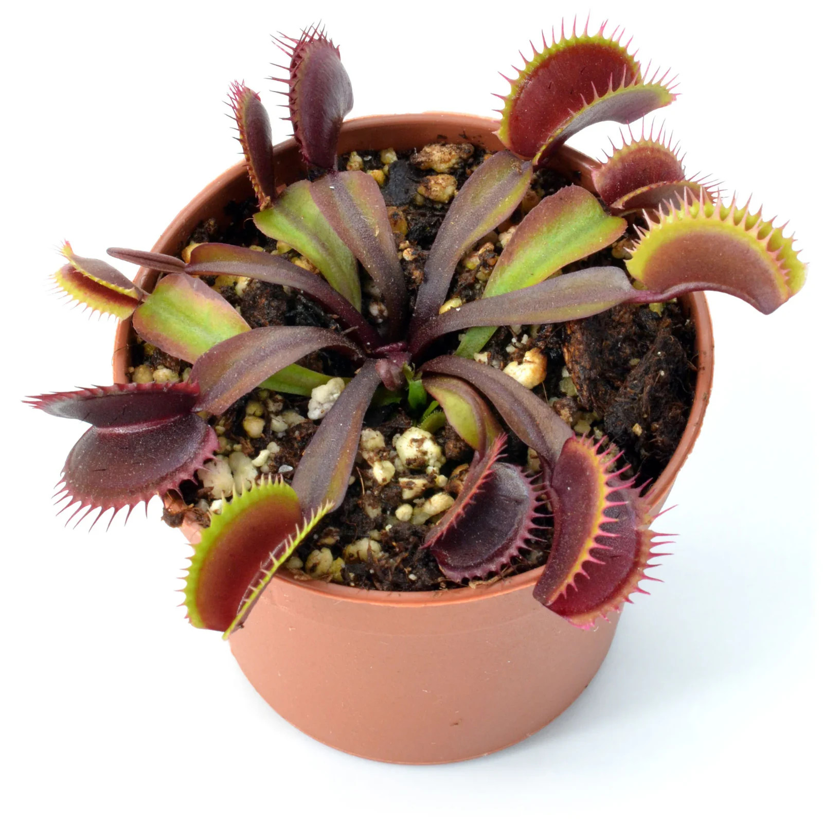 2" Potted Maroon Monster - Venus Fly Trap - Dionaea muscipula *Rare gallery