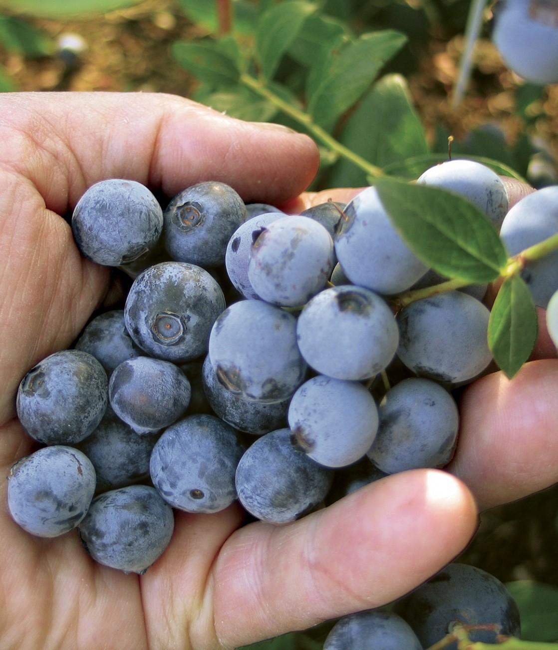 5 Springhigh Blueberry - Vaccinium corymbosum - Starter Plug gallery