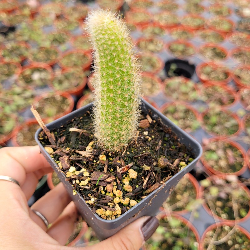 Monkey Tail Cactus Hildewintera colademononis Succulent Plant gallery