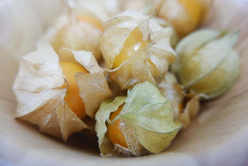 Physalis peruviana 'Colombia Select' = Greater Physalis - Inca Berry - 50 seeds gallery