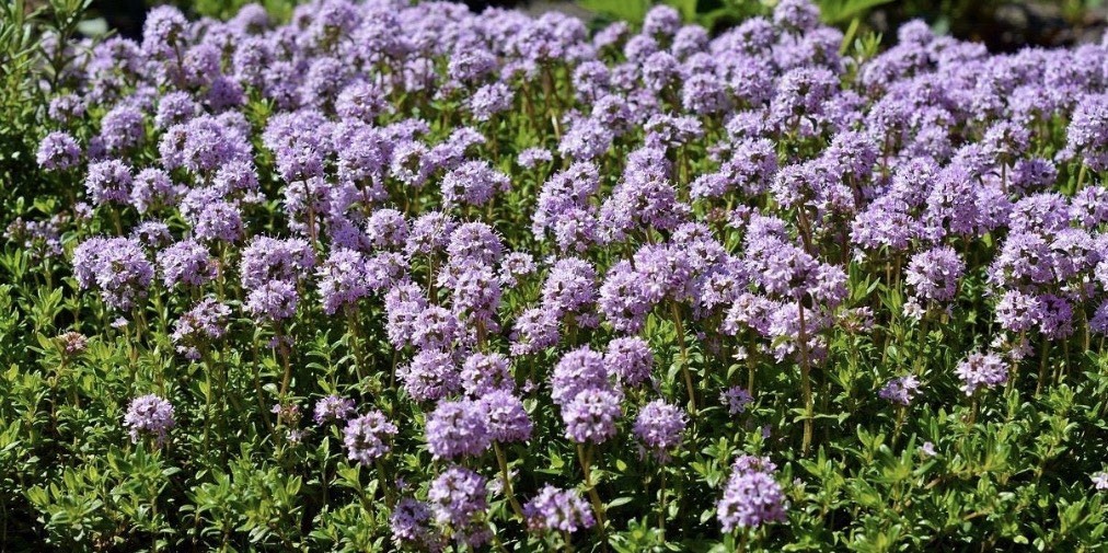 Creeping Thyme 15 Seeds | Heirloom / Non-GMO | Free Shipping | Herb Seeds Empori gallery
