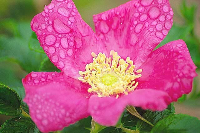 Seaside Pink Rose Fruiting Shrub {Rosa Rugosa}30+ seeds Free Shipping! gallery