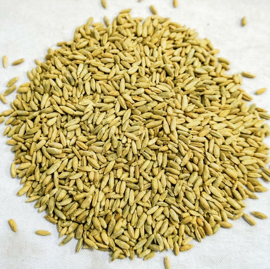 Thunder Acres Organic Winter Rye Seeds, Non-GMO gallery