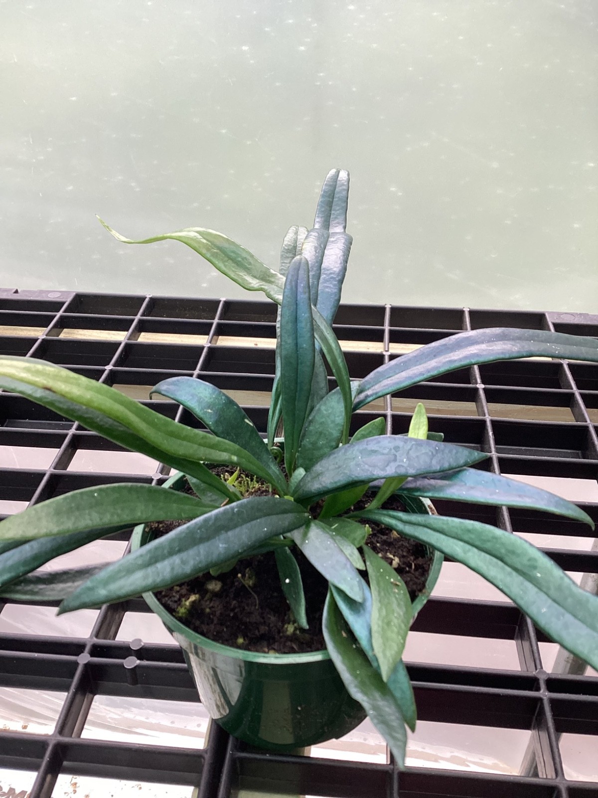 Blue Oil Fern - 4 inch pot gallery