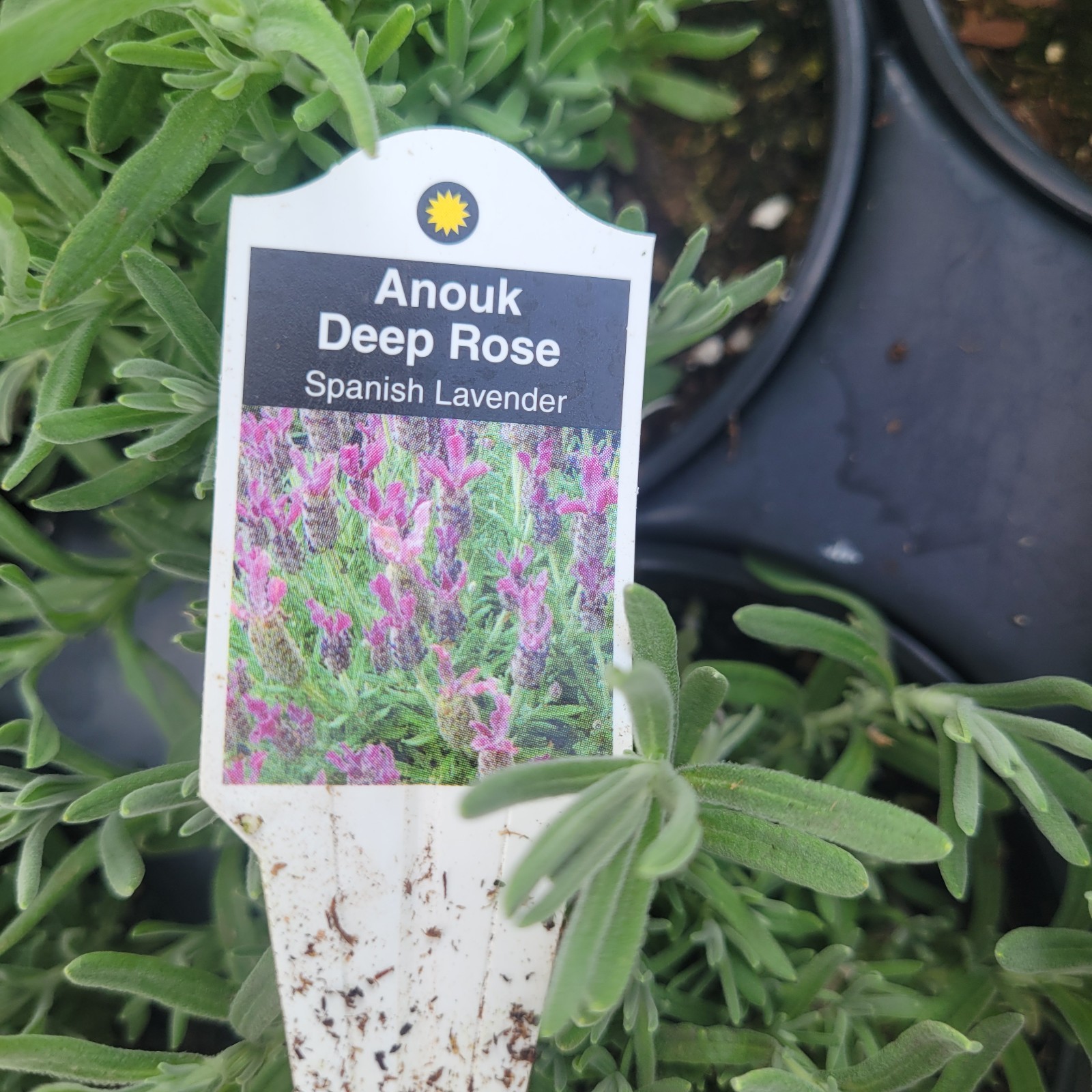 Lavender 'Anouk DEEP ROSE' Spanish HERB gallery