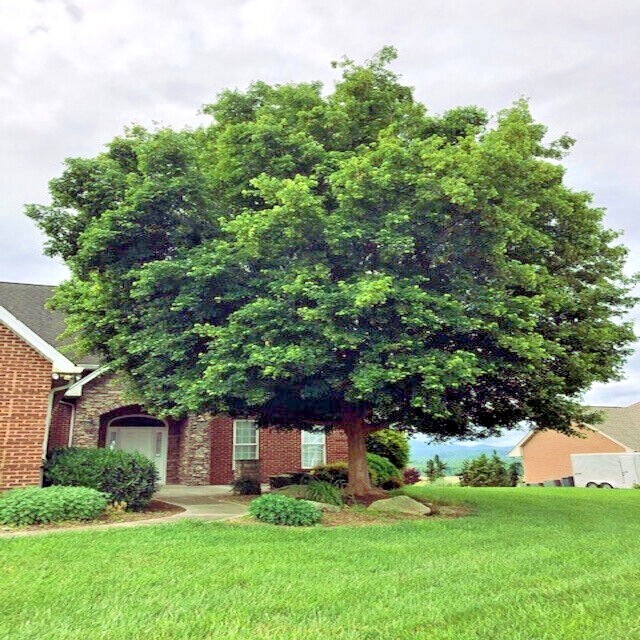 TRIDENT MAPLE TREE SEEDS (Acer buergerianum) Hardy Fall Colors Bonsai Plant gallery