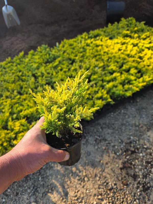 ( 1 ) - Lime Glow Spreading Juniper - Starter Plant ( 7m ) ( 1 live plant ) gallery