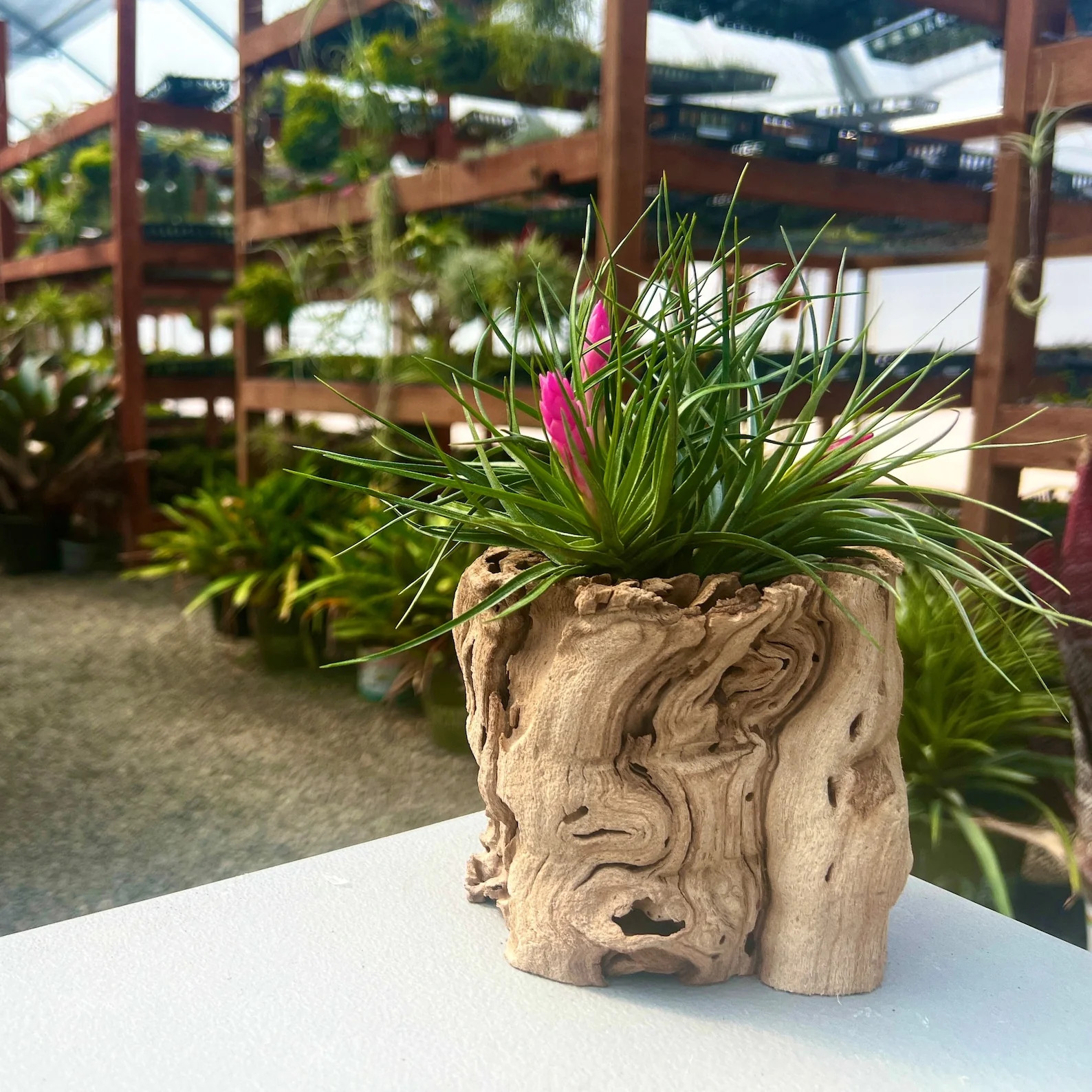 Sandblasted California Grapewood Trunk (From Zin Vines That Are 100+ Yrs Old!) gallery