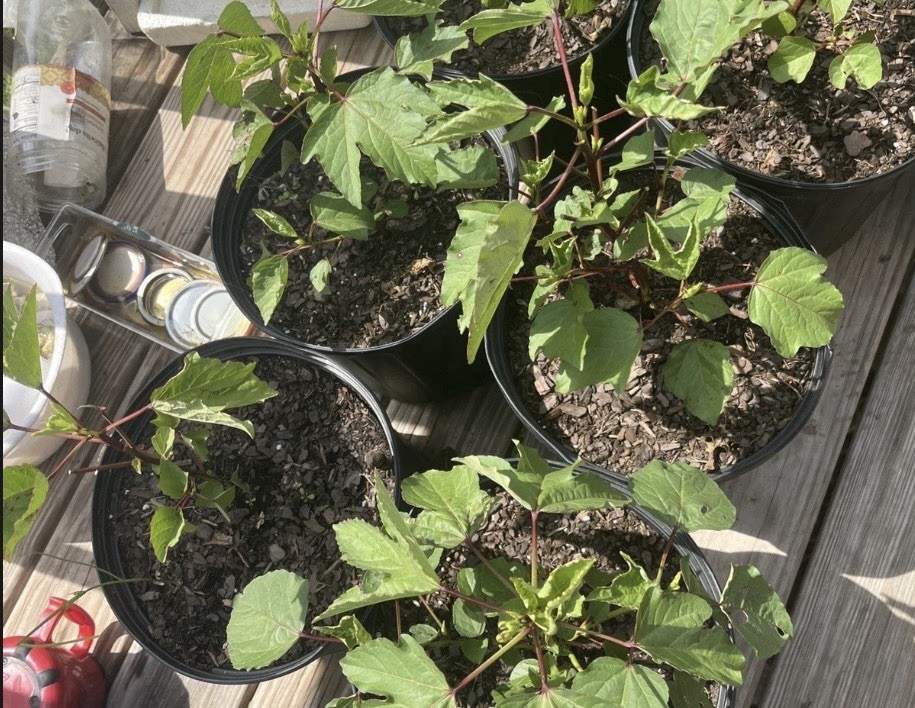 Hibiscus tea Plant - Roselle Live Plant Hibiscus sabdariffa gallery