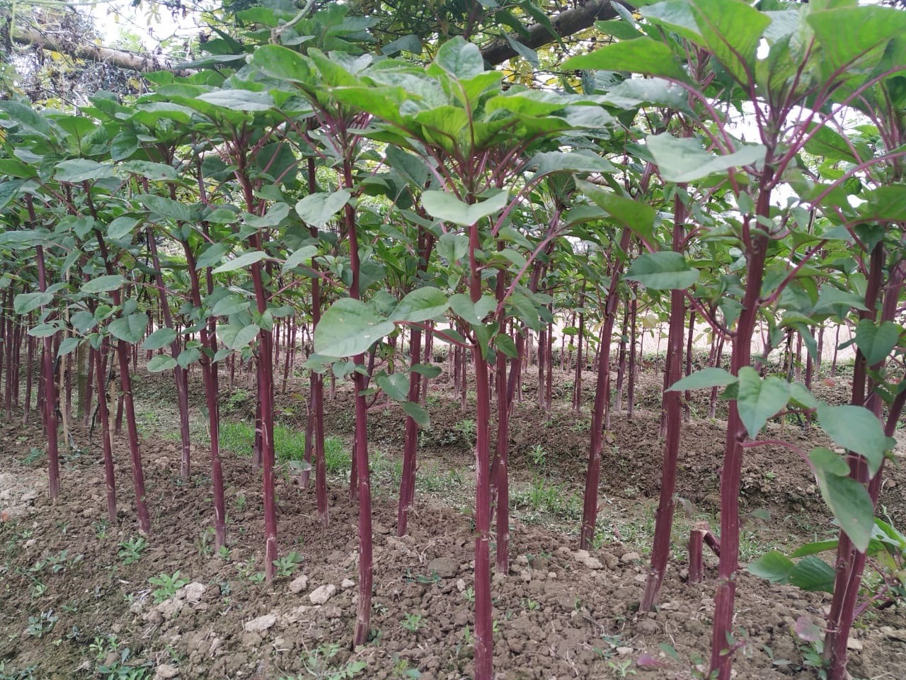 Stem Amaranth (Data Shak ) - Bhutan Soft Red Army Asian Spinach 9000+ Seeds gallery
