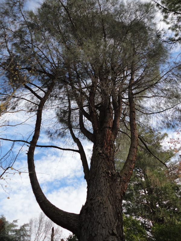 Digger Pine/Gray Pine/ Ghost Pine - Pre-Bonsai 4 year old Trees *Growers Choice* gallery