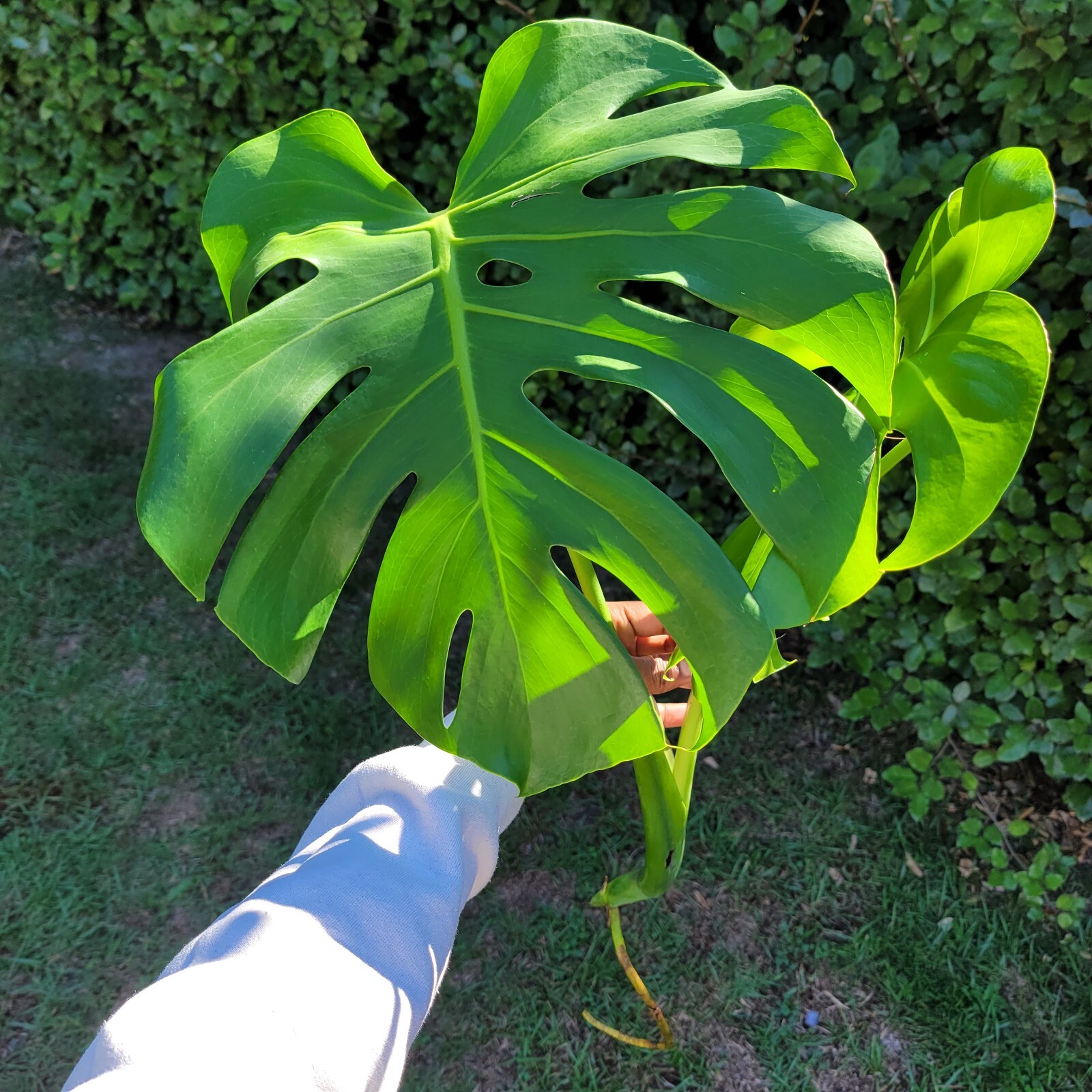 Large Monstera Deliciosa Rooted Cutting, Tropical Live Plant, Swiss Cheese Plant gallery