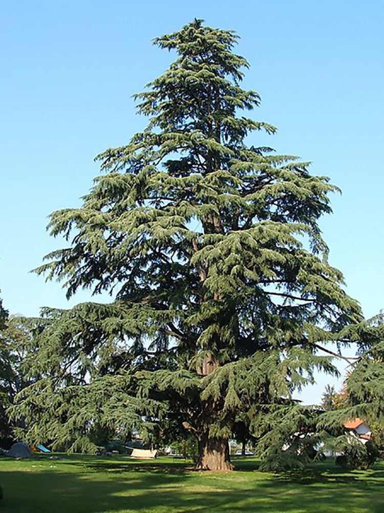 Deodar Cedar, (Himalayan Cedar), Cedrus deodara, Tree Seeds gallery