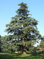 Deodar Cedar, (Himalayan Cedar), Cedrus deodara, Tree Seeds (Fragrant Evergreen