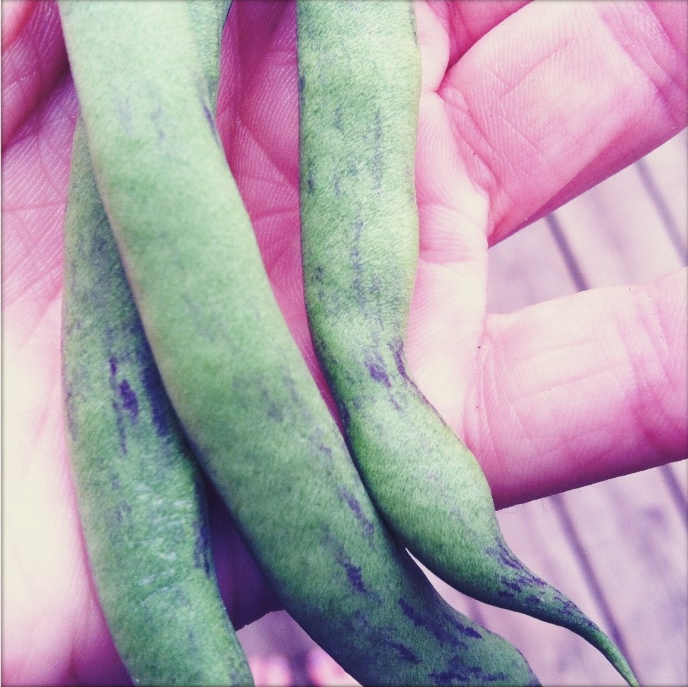 50 RATTLESNAKE POLE BEAN Stringless Purple Phaseolus Vulgaris Vegetable Seeds gallery
