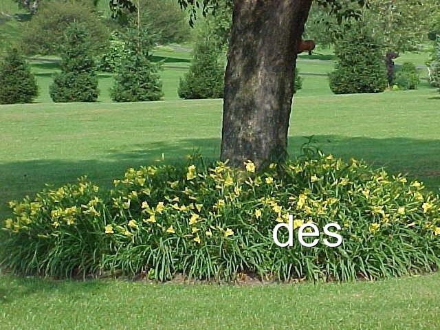 10+ Daylilies ~ HAPPY RETURNS ~ Continuous Yellow BLOOMING 10+ Daylily Plants gallery