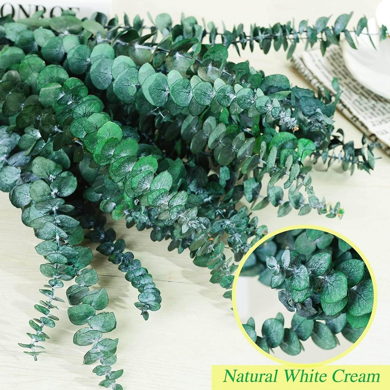 Bulk Package 30 PCS Real Dried Eucalyptus Plant Large Stems for Shower, 100% Na gallery