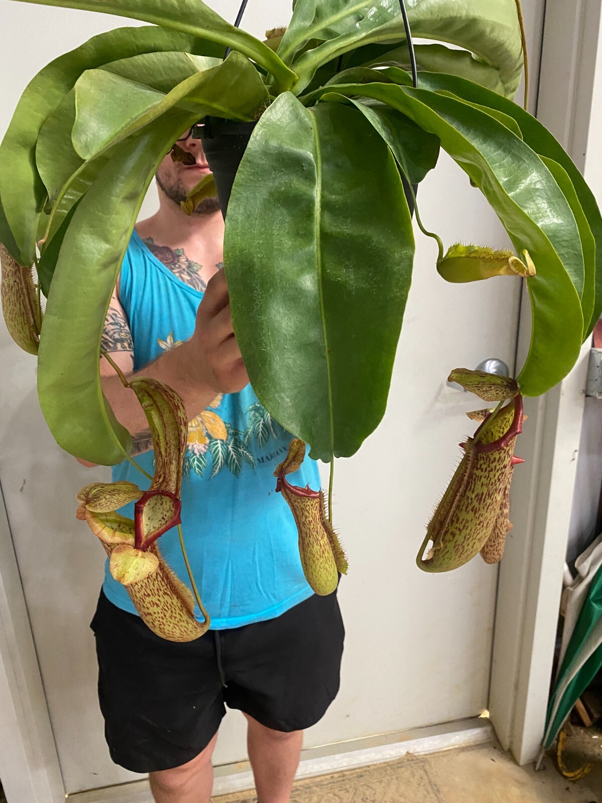Nepenthes Miranda, Pitcher Plant. Rooted Carnivorous Plant Shipped in 2.5" Pot gallery